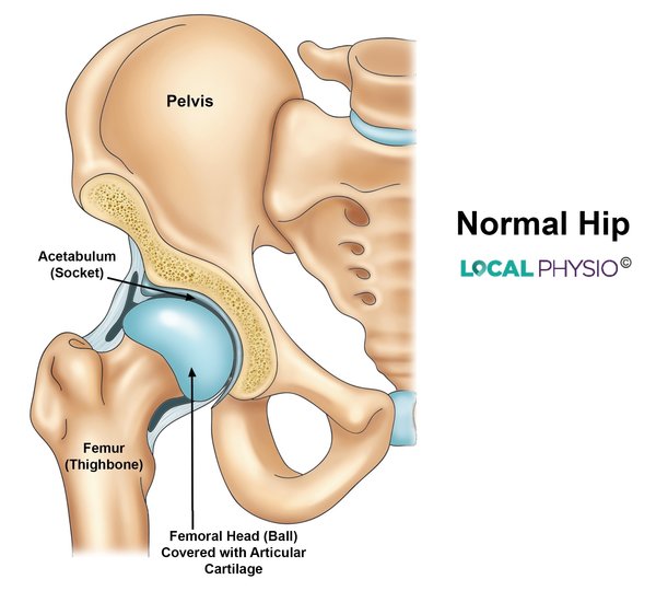 Normal Hip