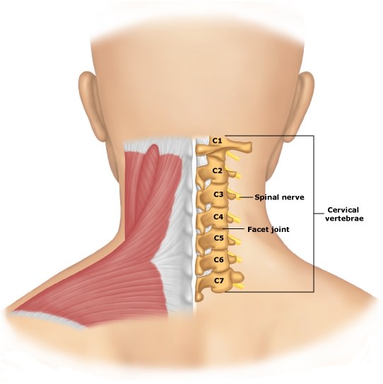 Neck Cervical Vertebrae Anatomy