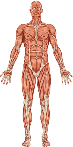 health topics by body part front
